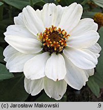 Zinnia elegans (cynia wytworna)