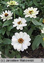 Zinnia elegans (cynia wytworna)