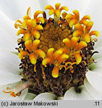 Zinnia elegans (cynia wytworna)