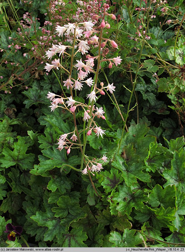 ×Heucherella Hertn042