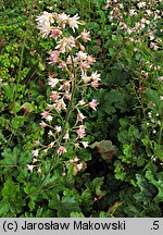 ×Heucherella Hertn042