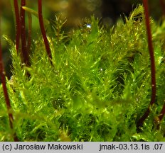 Amblystegium serpens (krzywoszyj rozesłany)