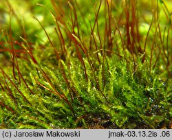 Amblystegium serpens (krzywoszyj rozesłany)