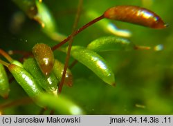 Amblystegium serpens (krzywoszyj rozesłany)