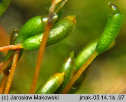 Amblystegium serpens (krzywoszyj rozesłany)