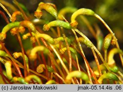 Amblystegium serpens (krzywoszyj rozesłany)