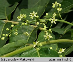 Ailanthus altissima (bożodrzew gruczołowaty)