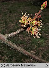 Acer saccharinum (klon srebrzysty)