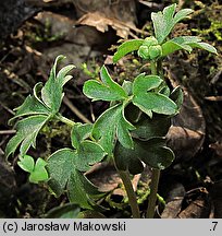 Adoxa moschatellina (piżmaczek wiosenny)