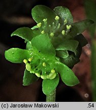 Adoxa moschatellina (piżmaczek wiosenny)