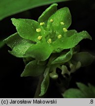 Adoxa moschatellina (piżmaczek wiosenny)