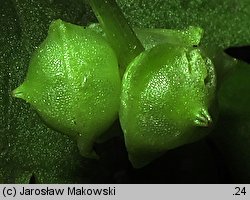 Adoxa moschatellina (piżmaczek wiosenny)