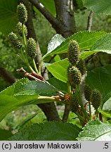 Alnus viridis (olsza zielona)