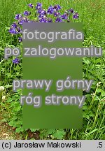 Aquilegia vulgaris (orlik pospolity)