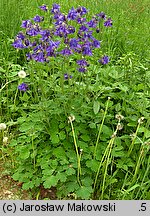 Aquilegia vulgaris (orlik pospolity)