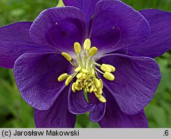 Aquilegia vulgaris (orlik pospolity)