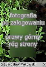 Arenaria montana (piaskowiec górski)