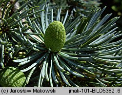 Cedrus atlantica (cedr atlaski)