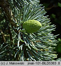 Cedrus atlantica (cedr atlaski)