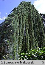 Cedrus atlantica (cedr atlaski)