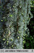 Cedrus atlantica (cedr atlaski)