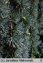 Cedrus atlantica (cedr atlaski)