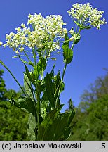 Cardaria draba (pieprznik przydrożny)