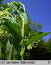 Cardaria draba (pieprznik przydrożny)