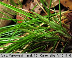 Carex alba (turzyca biała)