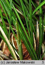 Carex alba (turzyca biała)