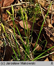 Carex alba (turzyca biała)