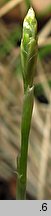 Carex alba (turzyca biała)