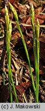 Carex alba (turzyca biała)