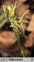 Carex alba (turzyca biała)