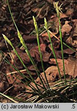 Carex alba (turzyca biała)