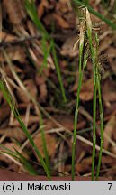 Carex alba (turzyca biała)