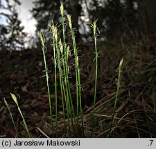 Carex alba (turzyca biała)