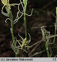 Carex alba (turzyca biała)