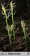 Carex alba (turzyca biała)