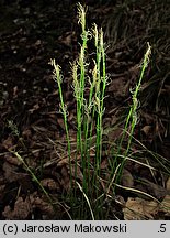 Carex alba (turzyca biała)