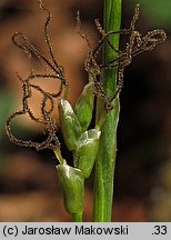 Carex alba (turzyca biała)