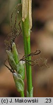 Carex alba (turzyca biała)