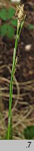 Carex alba (turzyca biała)