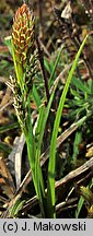 Carex caryophyllea (turzyca wiosenna)