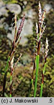 Carex digitata (turzyca palczasta)