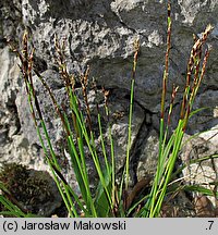 Carex digitata (turzyca palczasta)