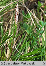 Carex humilis (turzyca niska)