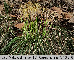 Carex humilis (turzyca niska)