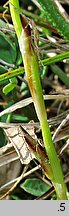 Carex humilis (turzyca niska)