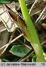 Carex humilis (turzyca niska)